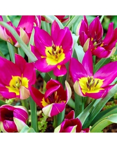 Тюльпан ботанический Одалиска, 6/8 р-р, 10 шт, 10 h(см), Осень 2025 Поиск