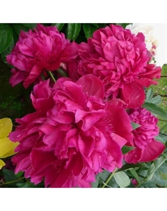 Пион молочноцветковый «Виктуар де ла Марн», 2-3 р-р, 1 шт., 100 h(см), Осень 2025 Поиск