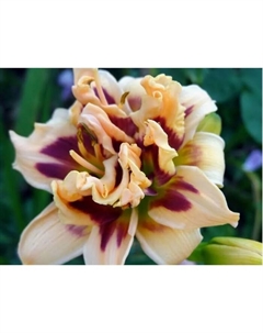 Лилейник гибридный «Росвита», I р-р, 1 шт., 40 h(см), Осень 2025 Поиск