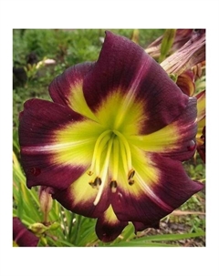 Лилейник гибридный «Супер Пепл», I р-р, 1 шт., 65 h(см), Осень 2025 Поиск