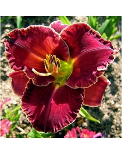 Лилейник гибридный «Экселент», I р-р, 1 шт., 60 h(см), Осень 2025 Поиск