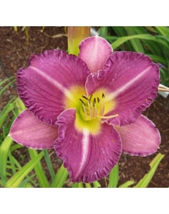 Лилейник гибридный «Интрэпмент», I р-р, 1 шт., 55 h(см), Осень 2025 Поиск