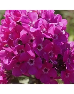 Флокс метельчатый «Бамбини Свит Тарт», I р-р, 1 шт., 25 h(см), Осень 2025 Поиск