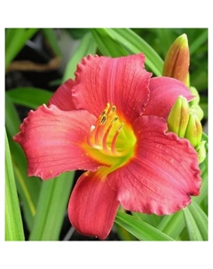 Лилейник гибридный «Руби Стелла», I р-р, 1 шт., 55 h(см), Осень 2025 Поиск