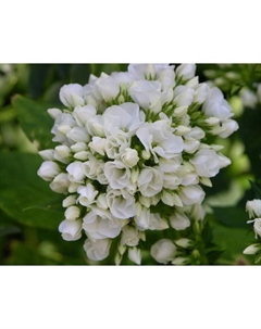 Флокс метельчатый «Тиара», I р-р, 1 шт., 50 h(см), Осень 2025 Поиск