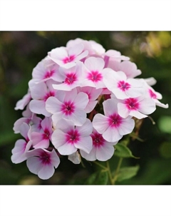 Флокс метельчатый «Свиззл», I р-р, 1 шт., 40-50 h(см), Осень 2025 Поиск