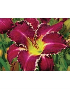 Лилейник гибридный «Снэггл Тут», I р-р, 1 шт., 80 h(см), Осень 2025 Поиск