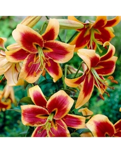 Лилия ОТ-гибрид «Ред Морнинг», 14/16. р-р, 2 шт., 120 h(см), Осень 2025 Поиск