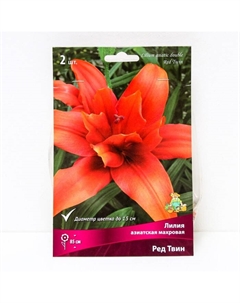 Лилии Азиатские махровые «Ред Твин», 14/16 р-р, 2 шт. 85 h(см), Осень 2024 Поиск