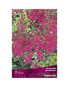 Астильба китайская «Кардинал», I р-р, 1 шт. 60-70 h(см), Осень 2024 Поиск