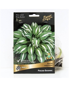 Хоста гибридная Риски Бизнес, I р-р, 1 шт. 40*60 h(см), Осень 2025 Поиск