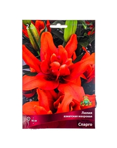 Лилии Азиатские махровые «Спарго», 14/16 р-р, 2 шт. 90 h(см), Осень 2025 Поиск