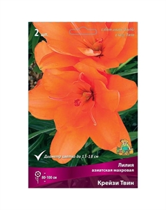 Лилии Азиатские махровые «Крейзи Твин», 14/16 р-р, 2 шт. 100 h(см), Осень 2024 Поиск