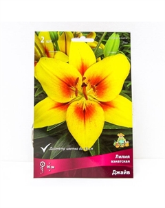 Лилии Азиатские «Джайв», 14/16 р-р, 2 шт. 90 h(см), Осень 2025 Поиск