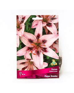 Лилии Азиатские «Леди Элайн», 14/16 р-р, 2 шт. 80 h(см), Осень 2025 Поиск