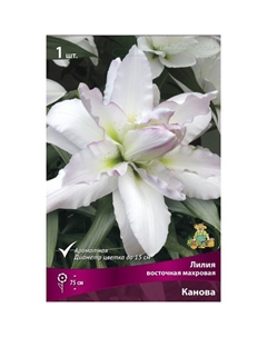 Лилии Восточные махровые «Канова», 14/16 р-р, 1 шт. 75 h(см), Осень 2025 Поиск