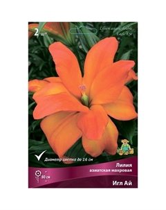 Лилии Азиатские махровые «Игл Ай», 14/16 р-р, 2 шт. 80 h(см), Осень 2022 Поиск