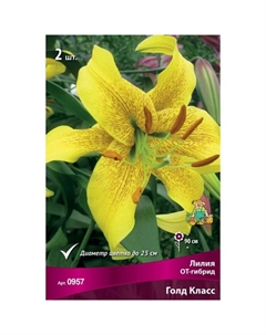 Лилии ОТ-Гибриды «Голд Класс», 14/16 р-р, 2 шт. 120 h(см), Осень 2025 Поиск