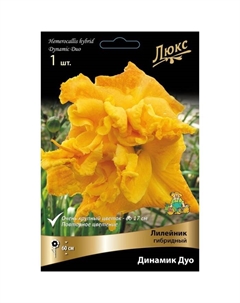 Лилейник гибридный Динамик Дуо, I р-р, 1 шт. 60 h(см), Осень 2024 Поиск