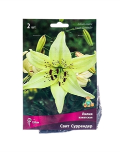 Лилии Азиатские «Свит Суррендер», 14/16 р-р, 2 шт. 120 h(см), Осень 2024 Поиск