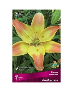 Лилии Азиатские «Изи Фэнтази», 14/16 р-р, 2 шт. 100 h(см), Осень 2024 Поиск