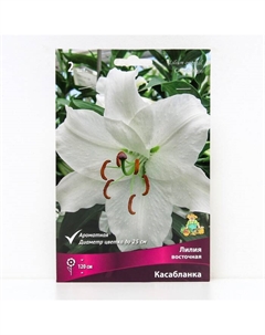 Лилии Восточные «Касабланка», 14/16 р-р, 2 шт. 120 h(см), Осень 2025 Поиск