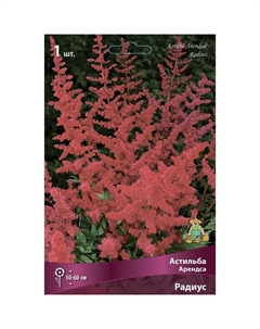 Астильба «Арендса Радиус», I р-р, 1 шт. 50-60 h(см), Осень 2022 Поиск