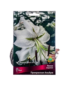 Лилии Видовые «Прекрасная Альбум», 14/16 р-р, 2 шт. 90 h(см), Осень 2022 Поиск