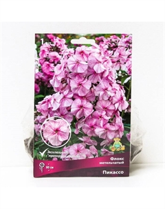 Флокс метельчатый Пикассо, I р-р, 1 шт. 80 h(см), Осень 2022 Поиск