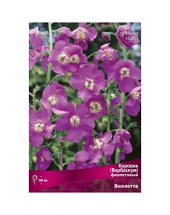 Коровяк (Вербаскум) «Виолетта», 1 шт., р-р I, Осень 2025 Поиск