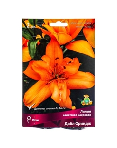 Лилии Азиатские махровые «Дабл Ориндж», 14/16 р-р, 2 шт. 110 h(см), Осень 2024 Поиск