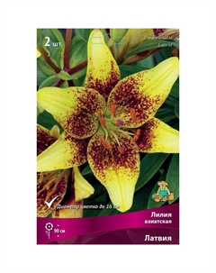 Лилии Азиатские «Латвия», 14/16 р-р, 2 шт. 90 h(см), Осень 2024 Поиск