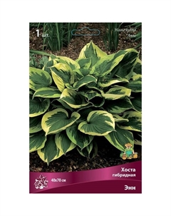 Хоста гибридная Энн, I р-р, 1 шт. 40*70 h(см), Осень 2025 Поиск