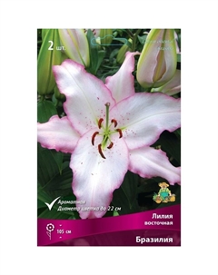 Лилии Восточные «Бразилия», 14/16 р-р, 2 шт. 105 h(см), Осень 2024 Поиск