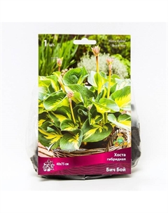 Хоста гибридная Бич Бой, I р-р, 1 шт. 40*50 h(см), Осень 2022 Поиск