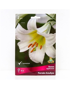 Лилии Трубчатые «Ригейл Альбум», 14/16 р-р, 2 шт. 80 h(см), Осень 2025 Поиск