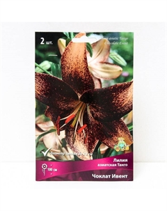Лилии Азиатские «Танго Чоклат Ивент», 14/16 р-р, 2 шт. 100 h(см), Осень 2022 Поиск