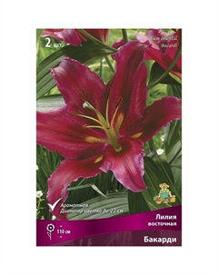 Лилии Восточные «Бакарди», 14/16 р-р, 2 шт. 110 h(см), Осень 2022 Поиск
