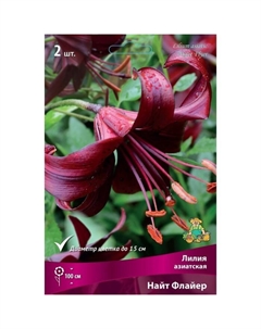 Лилии Азиатские «Найт Флайер», 14/16 р-р, 2 шт. 100 h(см), Осень 2022 Поиск