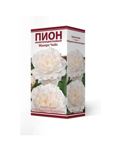 Пионы молочноцветковые Мазерс Чойс, 2-3 р-р, 1 шт. 65-70 h(см), Осень 2025 Поиск