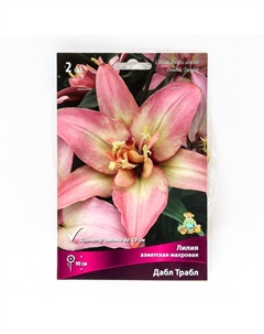 Лилии Азиатские махровые «Дабл Трабл», 14/16 р-р, 2 шт. 90 h(см), Осень 2025 Поиск