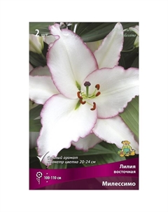 Лилии Восточные «Милессимо», 14/16 р-р, 2 шт. 110 h(см), Осень 2025 Поиск