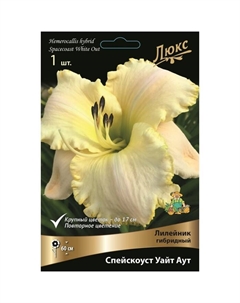 Лилейник гибридный «Спейскоуст Уайт Аут», I р-р, 1 шт. 60 h(см), Осень 2024 Поиск