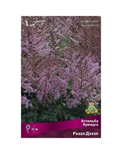 Астильба «Арендса Рэззл Дэззл», I р-р, 1 шт. 65 h(см), Осень 2024 Поиск