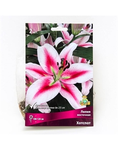 Лилии Восточные «Хотспот», 14/16 р-р, 2 шт. 120 h(см), Осень 2025 Поиск