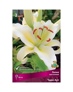 Лилии Восточные «Чилл Аут», 14/16 р-р, 2 шт. 100 h(см), Осень 2022 Поиск