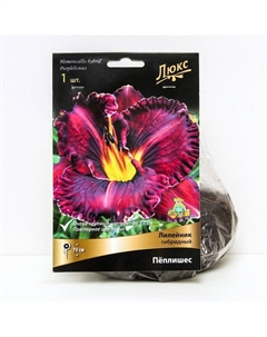 Лилейник гибридный «Пёплишес», I р-р, 1 шт. 70 h(см), Осень 2025 Поиск