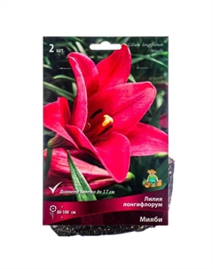 Лилии Лонгифлорум «Мияби», 14/16 р-р, 2 шт. 100 h(см), Осень 2025 Поиск