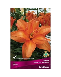 Лилии Азиатские махровые «Себ Латте», 14/16 р-р, 2 шт. 70 h(см), Осень 2025 Поиск