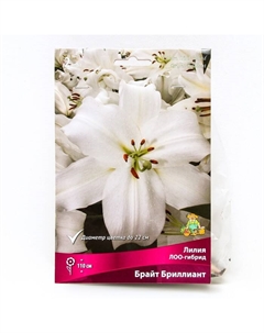 Лилии ЛОО-Гибриды «Брайт Бриллиант», 41974 р-р, 2 шт. 110 h(см), Осень 2025 Поиск